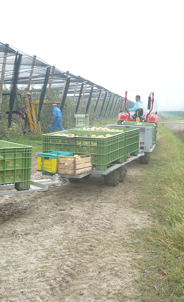 Cesari S.r.l. frutticoltura carrelli in campo