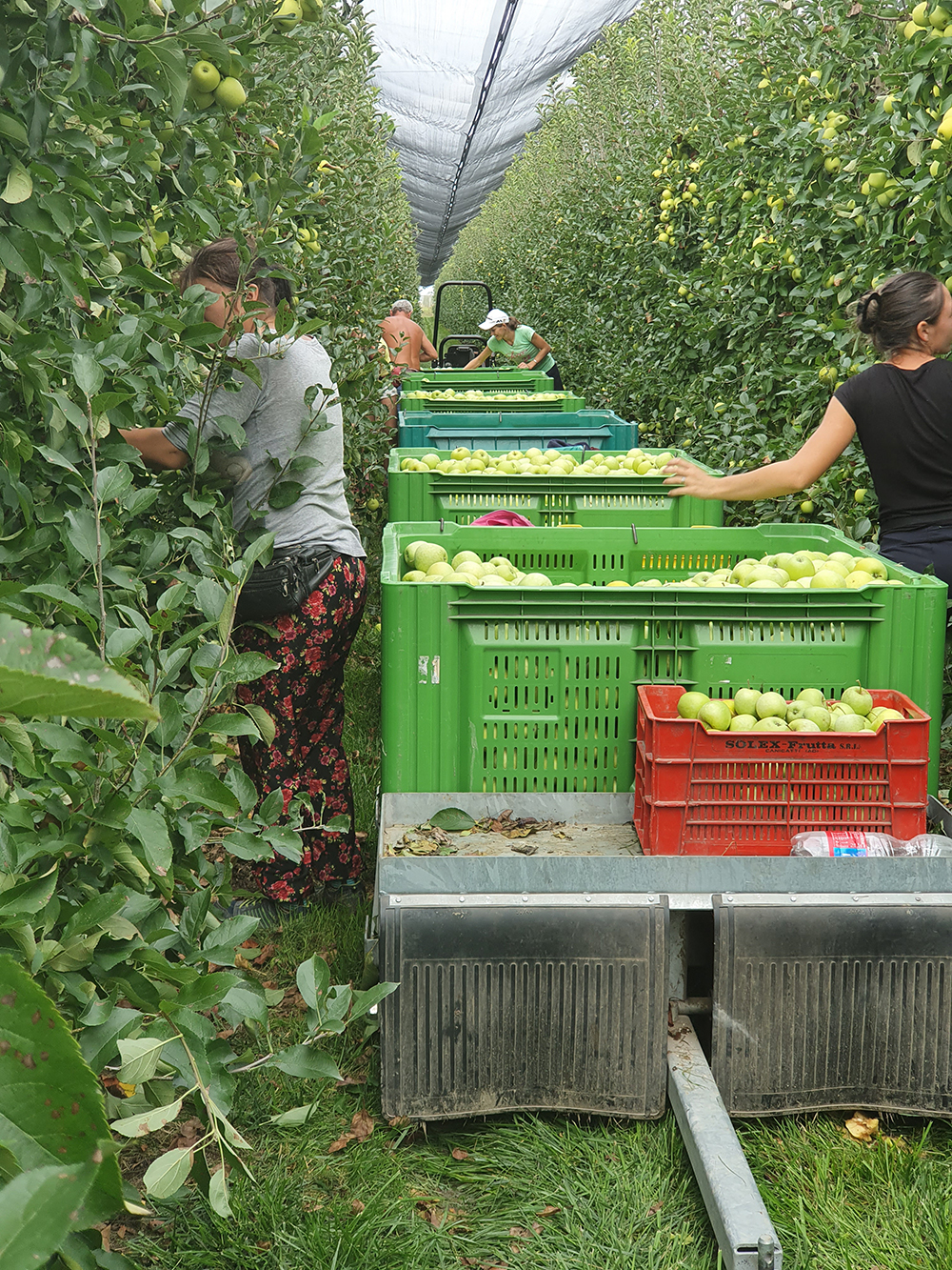 Cesari S.r.l. frutticoltura carrelli in campo